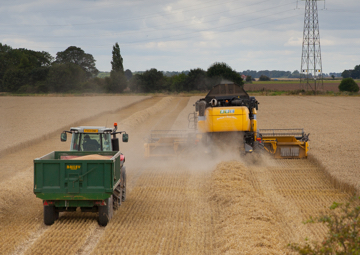 Cereals from AE Lenton